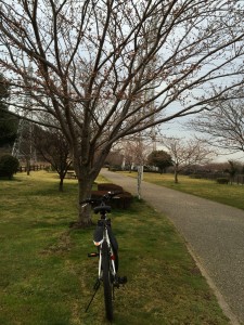 引地川親水公園。桜の見頃は来週末辺りかな。